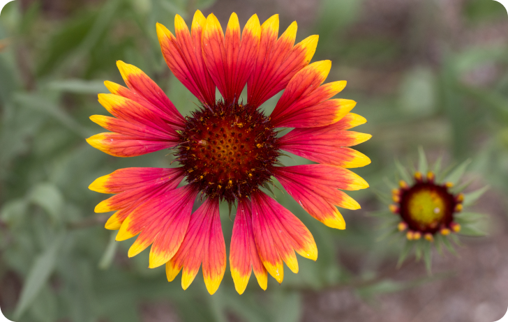 Blanket Flower