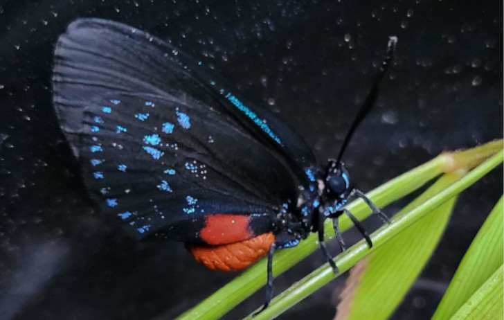 Atala Butterfly