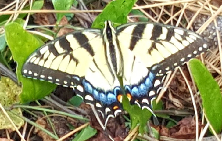 Tiger Swallowtail