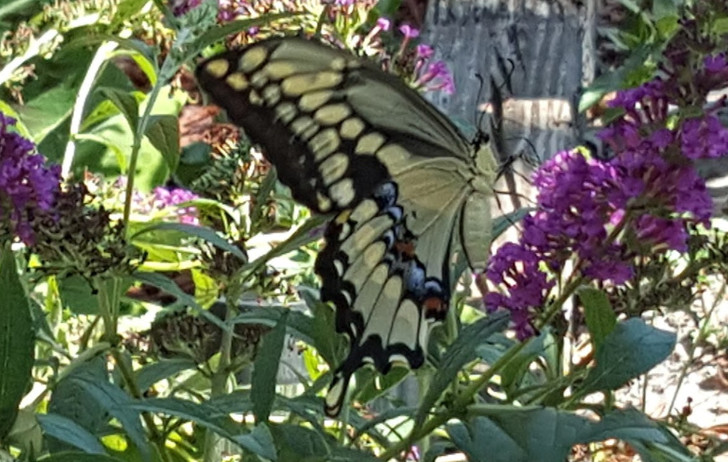 Giant Swallowtail
