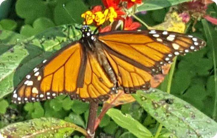 Monarch