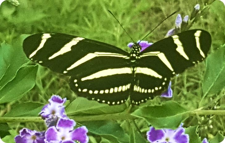 Zebra Longwing