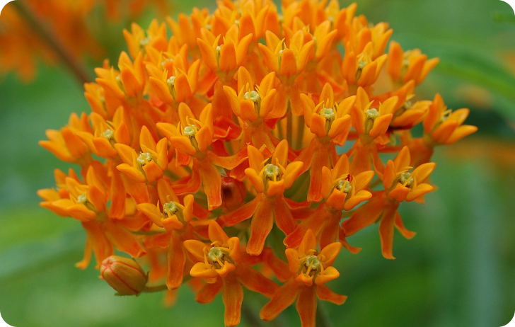 Butterfly Weed