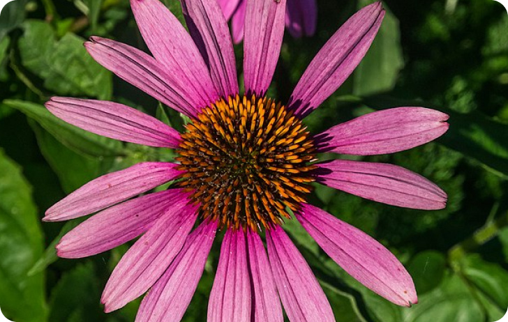 Purple Coneflower