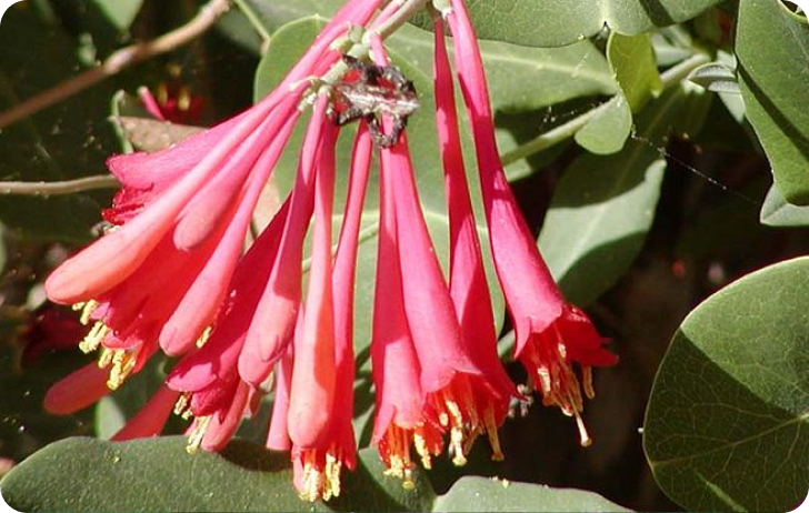 Coral Honeysuckle