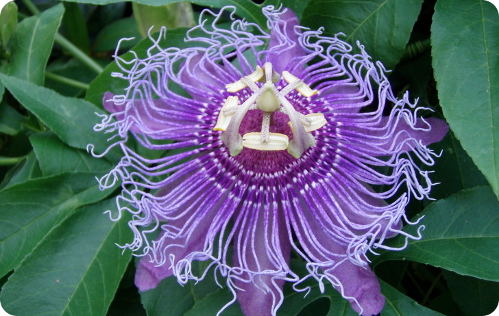 Maypop