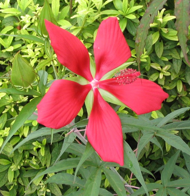 Scarlet Rosemallow
